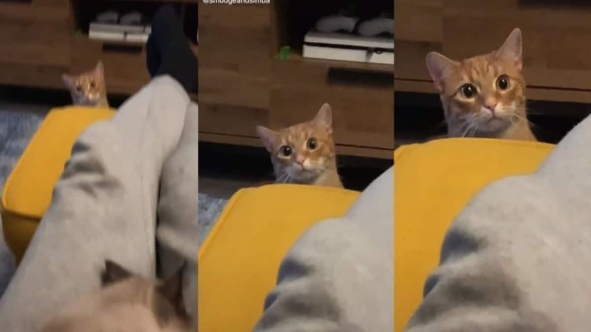 The Video Of A Cat’s Reaction To Seeing Its Owner With Another Kitten Goes Viral
